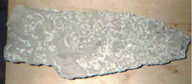 Fossil encontrado na regi&atilde;o